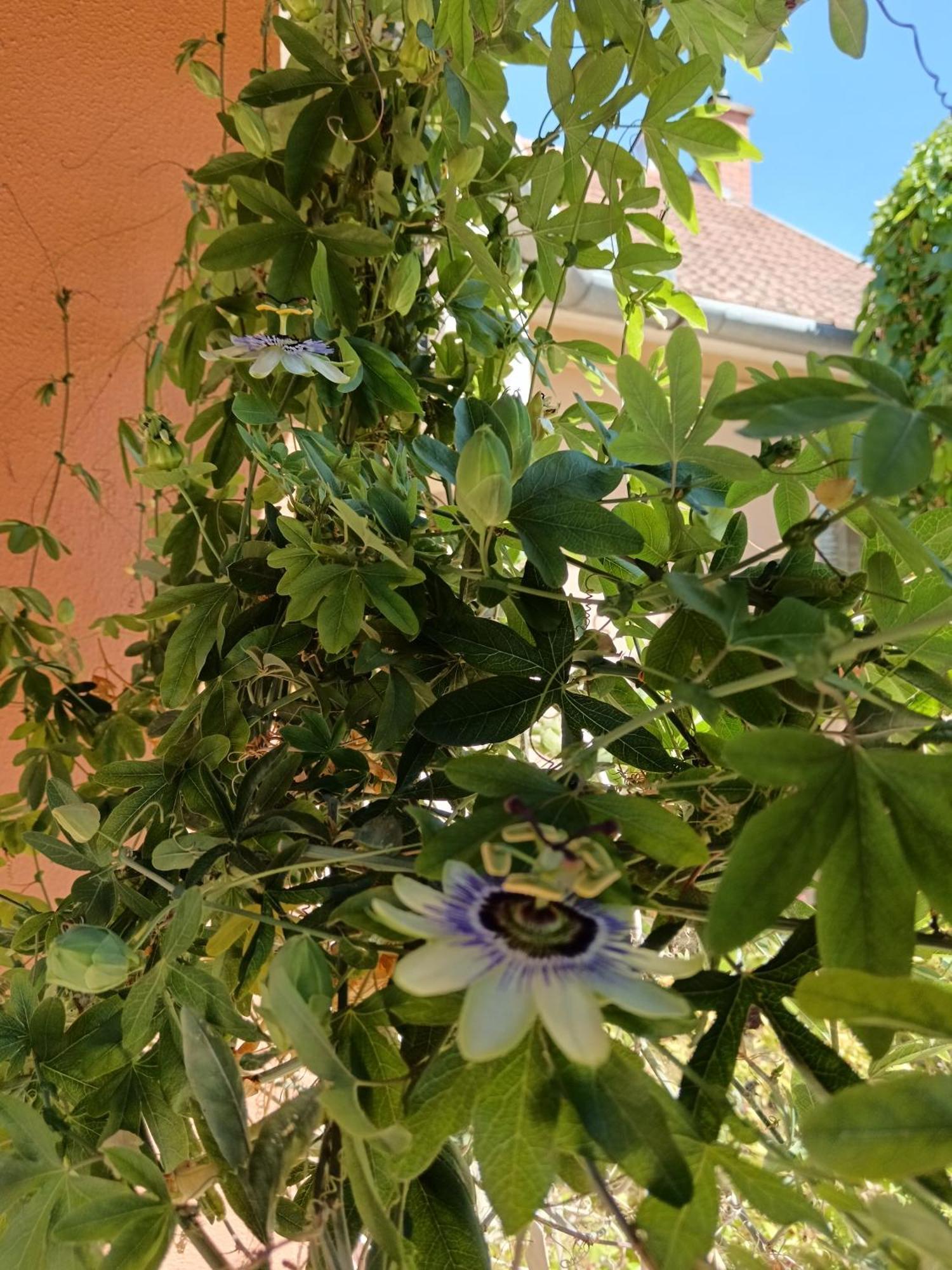 Harsfa Apartman Makó Exteriér fotografie